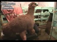 Husband filming beastiality sex of wife getting ass fucked by a llama